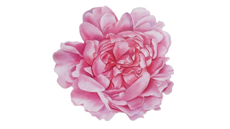 Charger Placemat- Pink Peony Flower (Disposable) Dinnerware rental for events in Atlanta