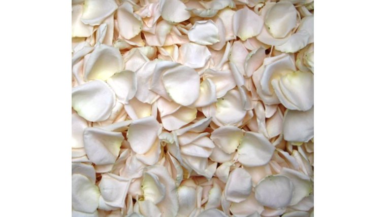 Petals Freeze Dried (Ivory Color) Dried &amp; Wood Products rental for events in Atlanta