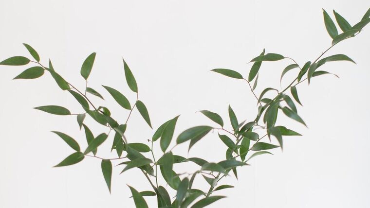 Smilax (Real) Garlands rental for events in Atlanta