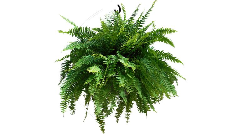 Plants- 10'' Boston Fern (Real) Plants rental for events in Atlanta