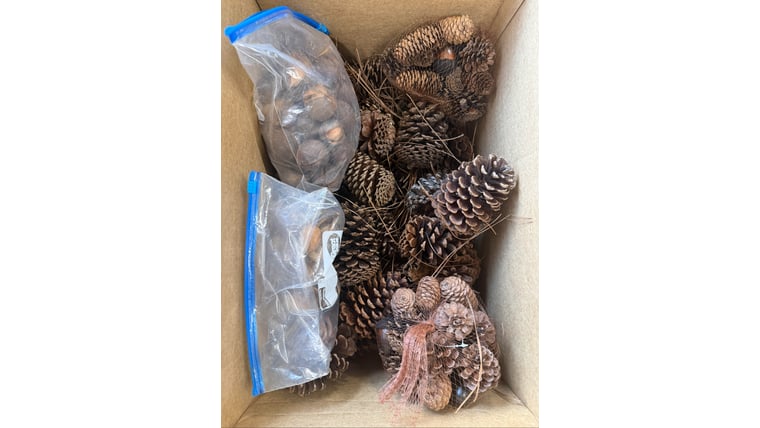 Prop- Box of Pinecones and Seeds Props rental for events in Atlanta