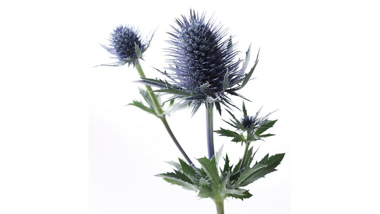 Blue Thistle Stems rental for events in Atlanta