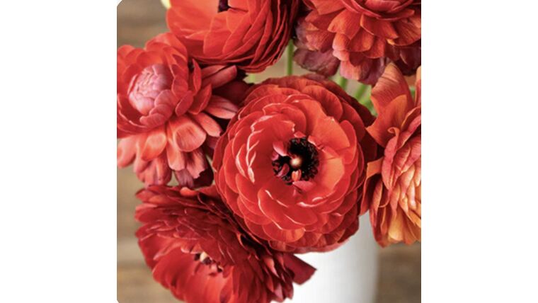 Chocolate Ranunculus Stems rental for events in Atlanta