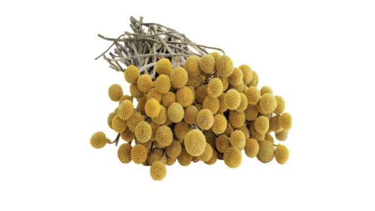 Craspedia Stems rental for events in Atlanta
