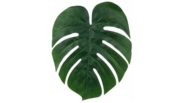 Floral- Large Palm Leaves (Stemless) Stems rental for events in Atlanta