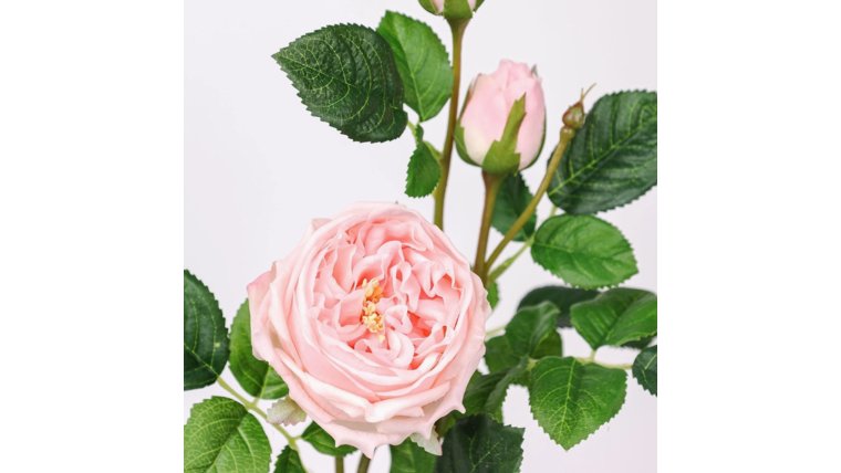 Floral- Real Touch Soft Pink 3-Head English Austin Cabbage Rose Stem Stems rental for events in Atlanta