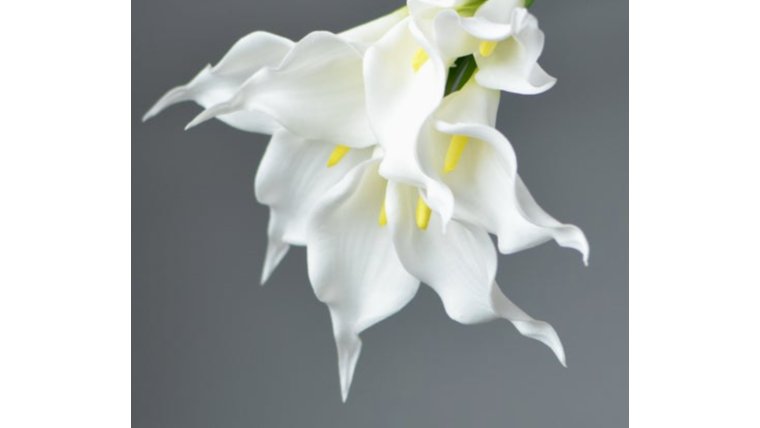 Floral- Real Touch White Calla Lily Stems rental for events in Atlanta