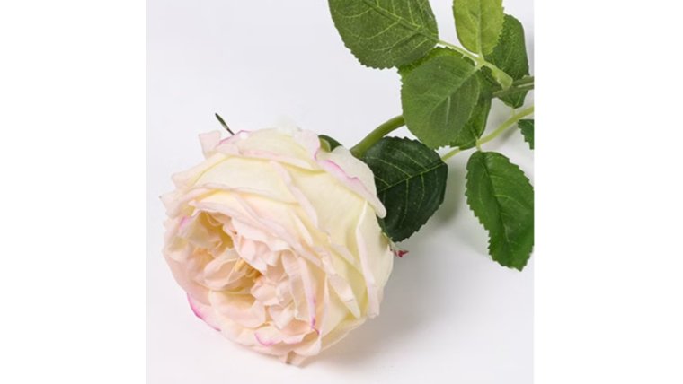 Floral- Real Touch White with Light Pink Edge English Austin Cabbage Rose Stem Stems rental for events in Atlanta