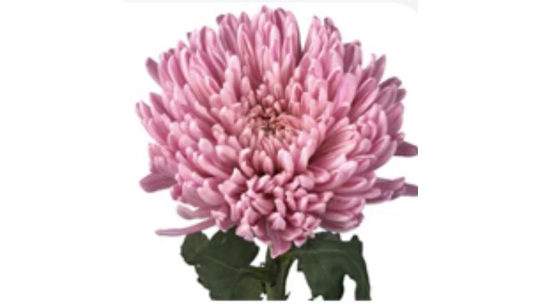 Football Mum- Pink/Lavender Stems rental for events in Atlanta