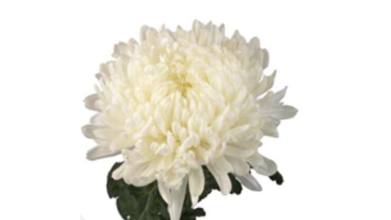 Football Mum- White Stems rental for events in Atlanta