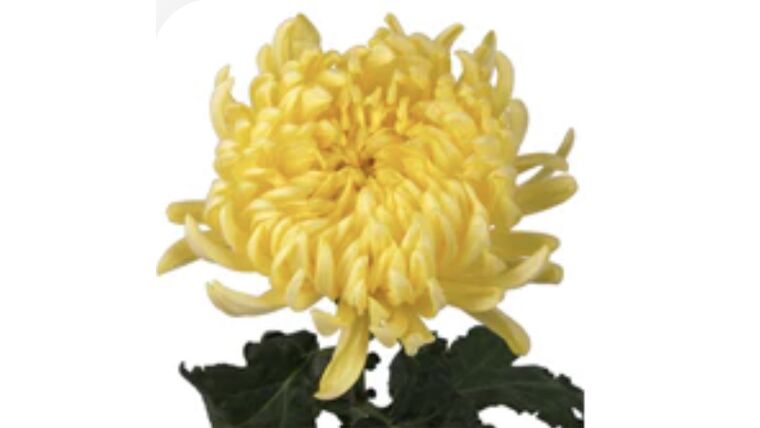 Football Mum- Yellow Stems rental for events in Atlanta