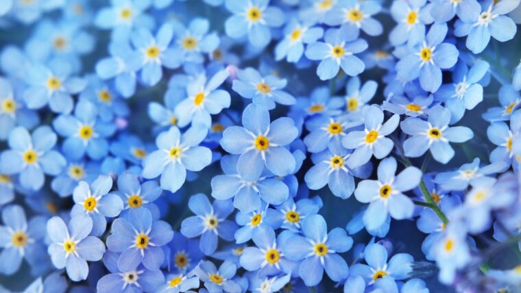 Forget-me-knots (Blue) Stems rental for events in Atlanta