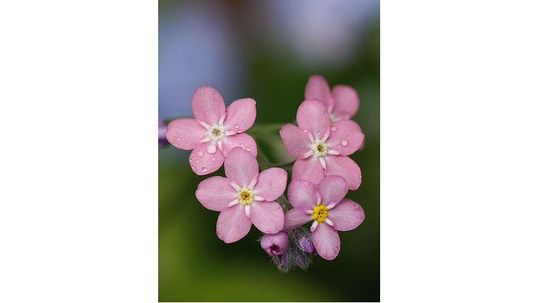 Forget-me-knots (Pink) Stems rental for events in Atlanta