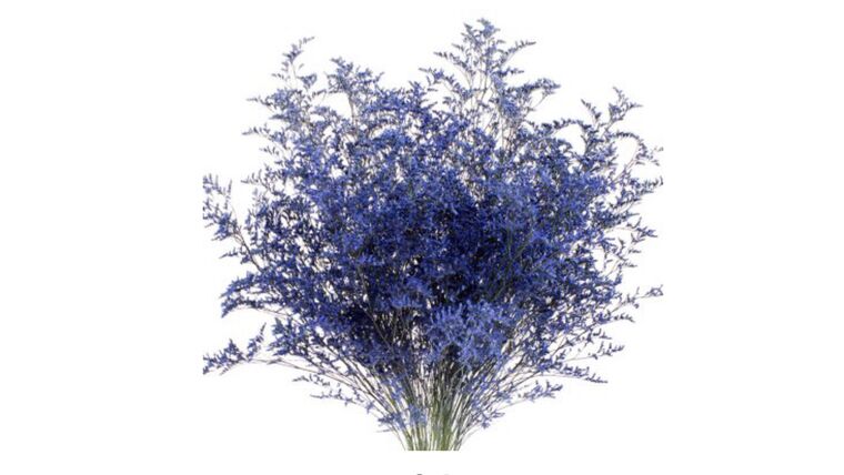Limonium- Blue Stems rental for events in Atlanta