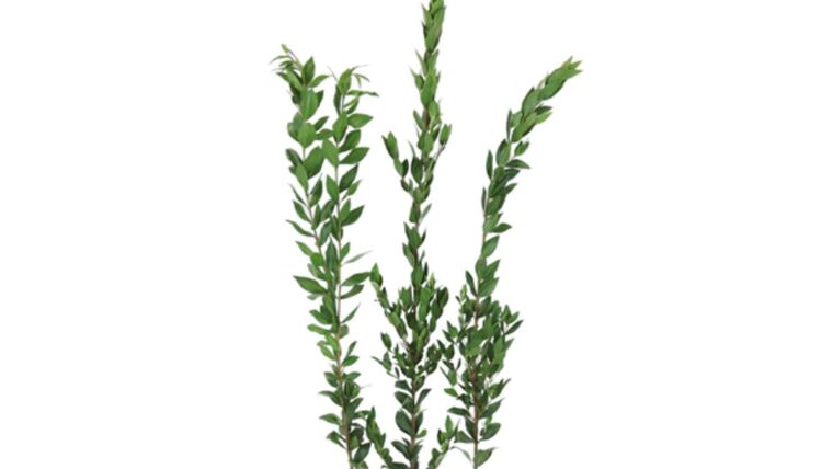 Myrtle Greenery Stems rental for events in Atlanta