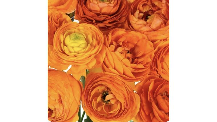 Orange Crush Ranunculus Stems rental for events in Atlanta