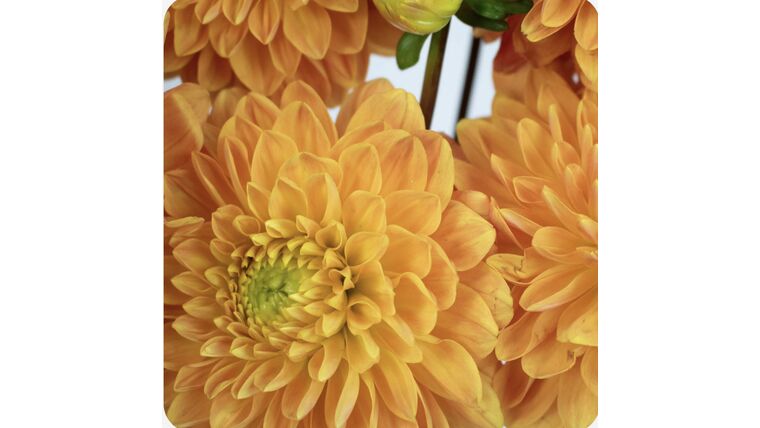 Orange Dahlias Stems rental for events in Atlanta