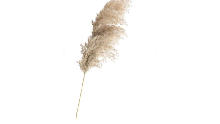 Pampas Grass Stem Stems rental for events in Atlanta