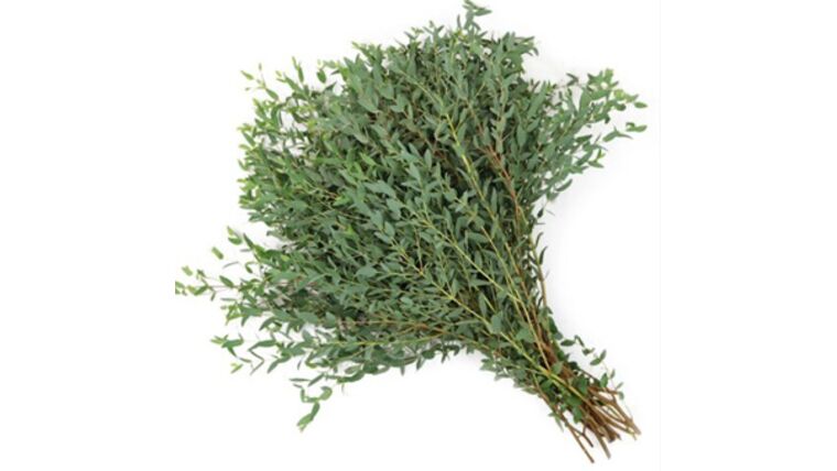 Parvifolia Eucalyptus Stems rental for events in Atlanta