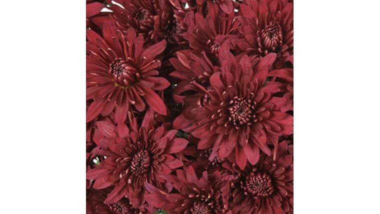 Posh Red Dahlia Style Cushion Flower Stems rental for events in Atlanta