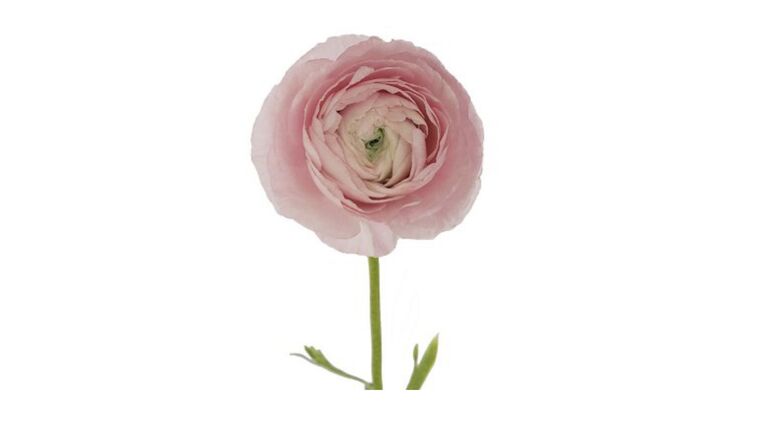 Ranunculus (pink) Stems rental for events in Atlanta