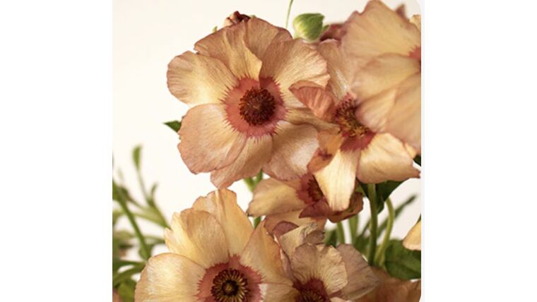 Rusty Orange Butterfly Ranunculus Stems rental for events in Atlanta