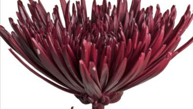 Spider Mums- Burgundy Stems rental for events in Atlanta