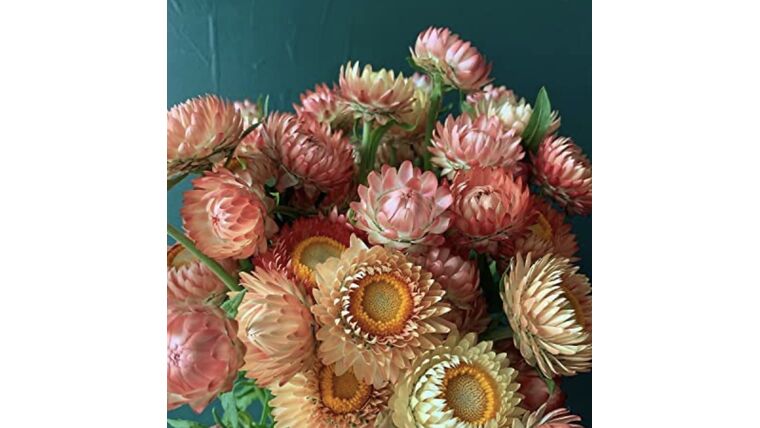 Strawflower Stems rental for events in Atlanta