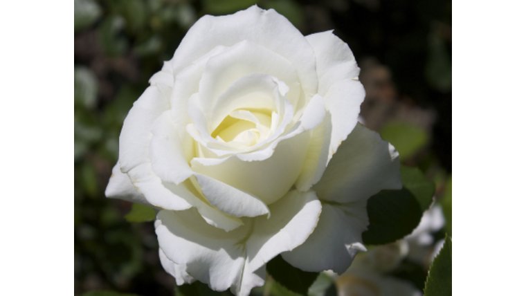White Artificial Roses Stems rental for events in Atlanta