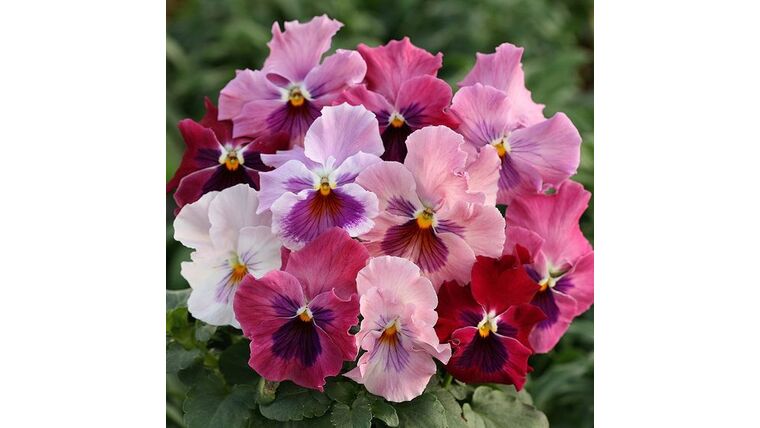 Wild Pansies- Pink Stems rental for events in Atlanta
